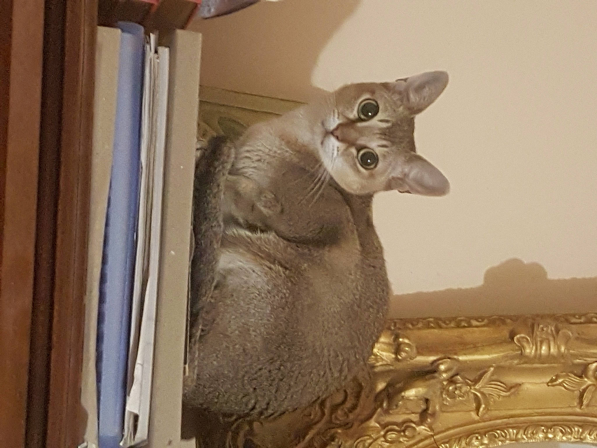 Mareska a rejoint le concours — aidez-le/la à gagner de superbes lots ! art, artifact, carnivore, carving, cat, creative_arts, donskoy, fawn, felidae, jaw, sculpture, small_to_medium_sized_cats, snout, sphynx, statue, terrestrial_animal, visual_arts, whiskers, window, wood