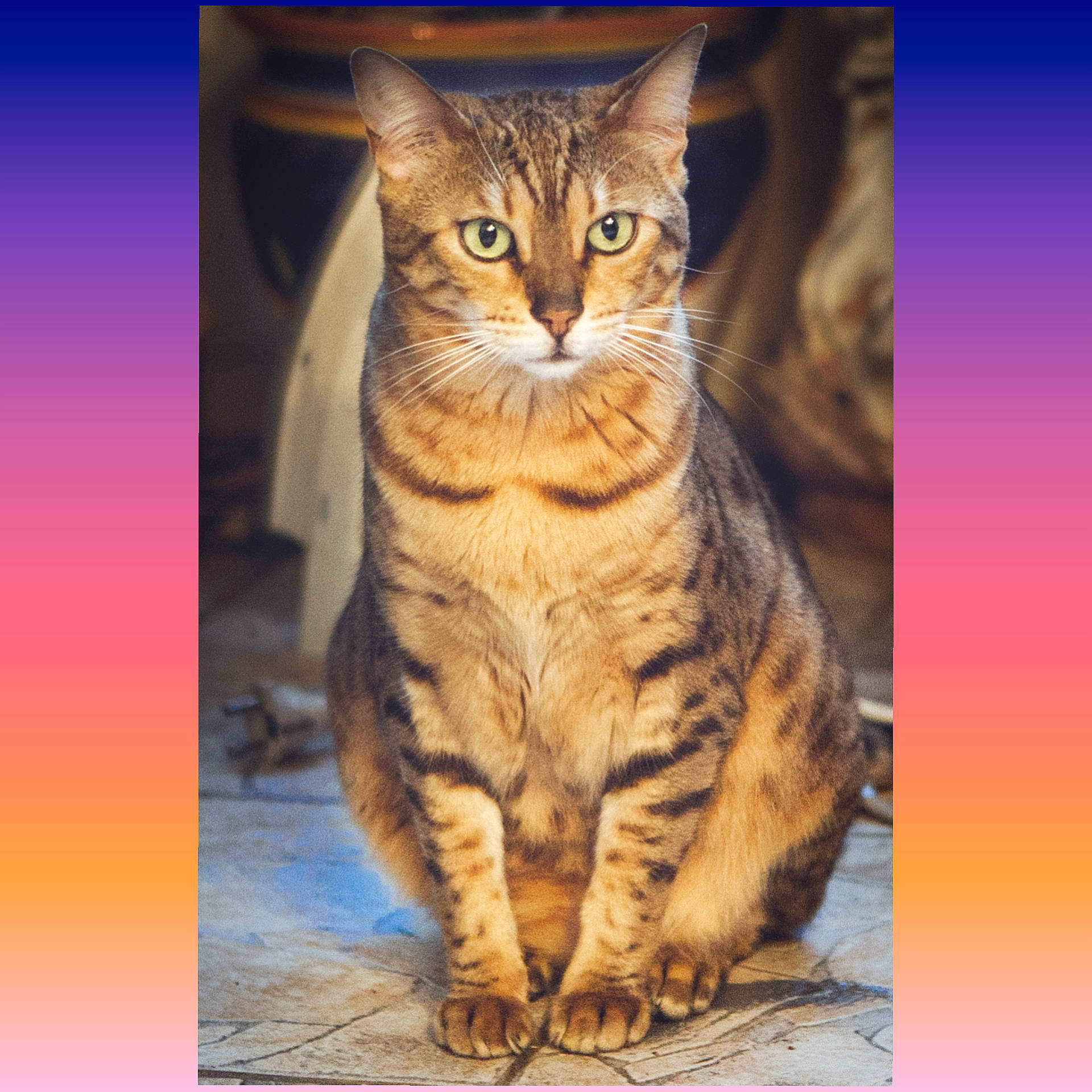 Héra participe au concours pour gagner de l'argent avec cette photo : carnivore, cat, felidae, fur, organism, paw, photo_caption, rectangle, sitting, small_to_medium_sized_cats, snout, tail, terrestrial_animal, whiskers, wildlife