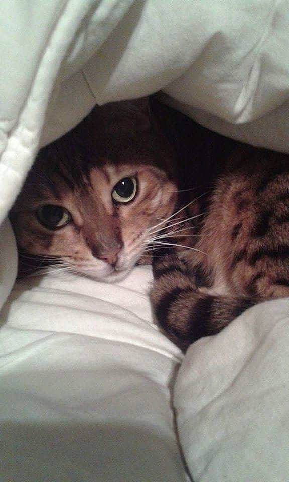 Héra a rejoint le concours — aidez-le/la à gagner de superbes lots ! carnivore, cat, comfort, domestic_short_haired_cat, fawn, felidae, fur, grey, linens, paw, small_to_medium_sized_cats, snout, whiskers