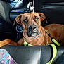dog, brown_dog, pet, car_interior, leash, harness, seat, black_leather, paw, canine, vehicle, resting, looking_up, close_up, domestic_animal, companion, transportation, seat_back, relaxed, indoor
