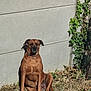 dog, brown_dog, sitting, outdoor, sunlight, concrete_wall, ivy, grass, dry_grass, collar, pet, animal, nature, quiet, relaxing, shadow, daylight, calm, mammal, canine