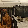 dog, cat, indoor, living_room, couch, blanket, wooden_floor, radiator, window, curtain, pet, brown_dog, gray_cat, leather_couch, relaxed, sitting, lounging, domestic, calm, home