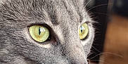 Octane a rejoint le concours — aidez-le/la à gagner de superbes lots ! cat, gray_tabby, close_up, green_eyes, whiskers, fur, pet, animal, indoor, portrait, looking_away, soft_light, detailed, cute, feline, ears, nose, collar, focus, background_blur