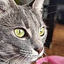 cat, gray_tabby, close_up, green_eyes, whiskers, fur, pet, animal, indoor, portrait, looking_away, soft_light, detailed, cute, feline, ears, nose, collar, focus, background_blur