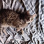 cat, tabby_cat, pet, feline, green_eyes, bed, blanket, striped, fur, whiskers, domestic_animal, lying_down, resting, indoor, curious, looking_at_camera, cozy, soft_texture, sleepy, animal