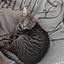 cat, tabby, gray_cat, domestic_cat, pet, feline, animal, indoor, couch, pillow, resting, curious, yellow_eyes, fur, whiskers, relaxed, looking, closeup, striped, cozy