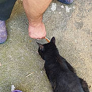 Rogue participe au concours pour gagner de l'argent avec cette photo : black_cat, cat, person, arm, hand, feeding, outdoor, concrete, slippers, purple_bowl, pet, animal, fur, ground, treat, interaction, domestic, curious, close_up, casual