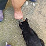 black_cat, cat, person, arm, hand, feeding, outdoor, concrete, slippers, purple_bowl, pet, animal, fur, ground, treat, interaction, domestic, curious, close_up, casual