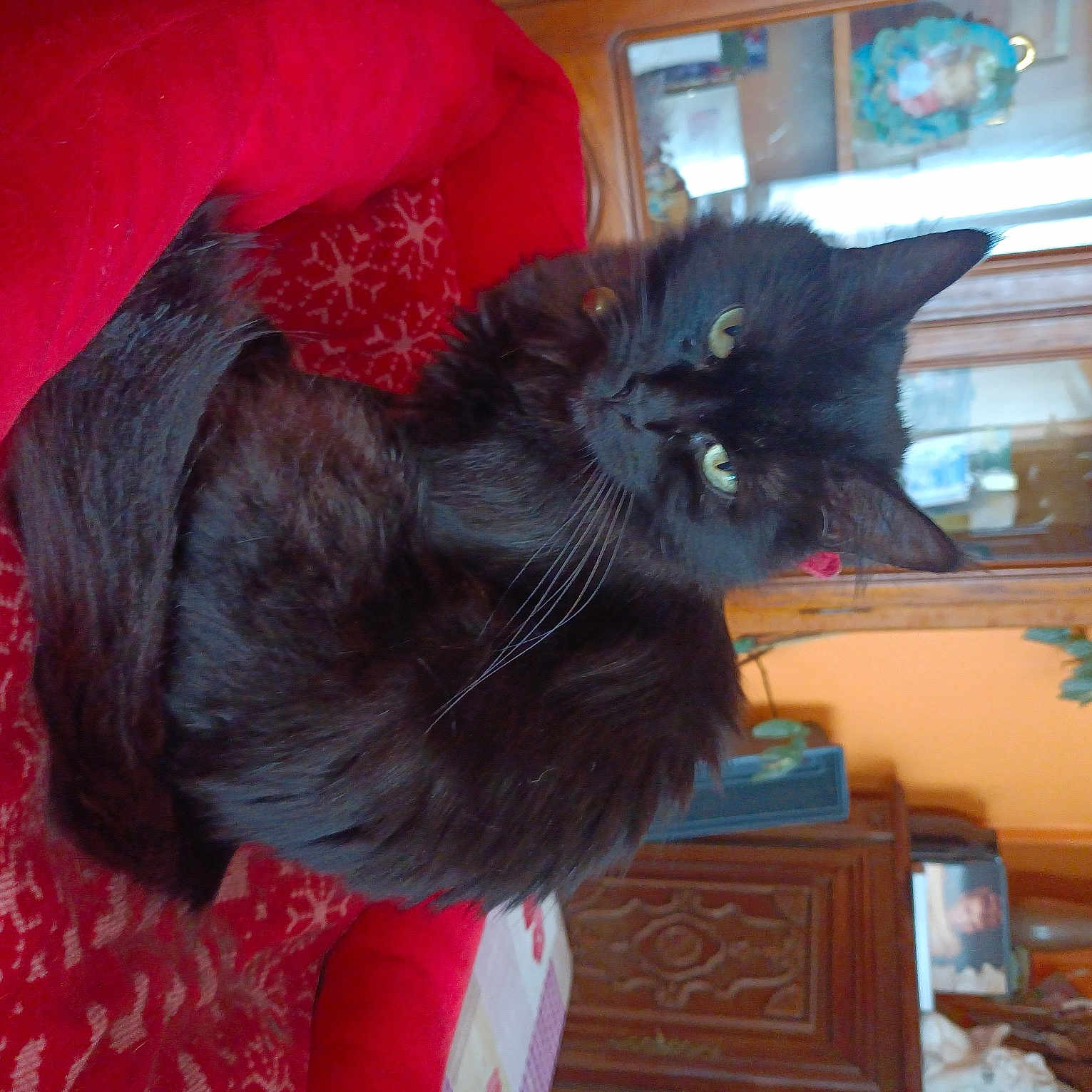 Chipie