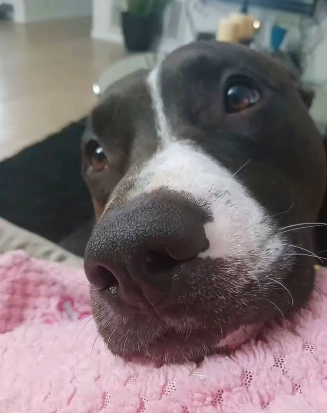 Domino joined the competition — help win amazing prizes! borador, canidae, carnivore, collar, companion_dog, dog, dog_breed, ear, fawn, fur, houseplant, liver, non_sporting_group, plant, sporting_group, terrestrial_animal, whiskers, working_animal