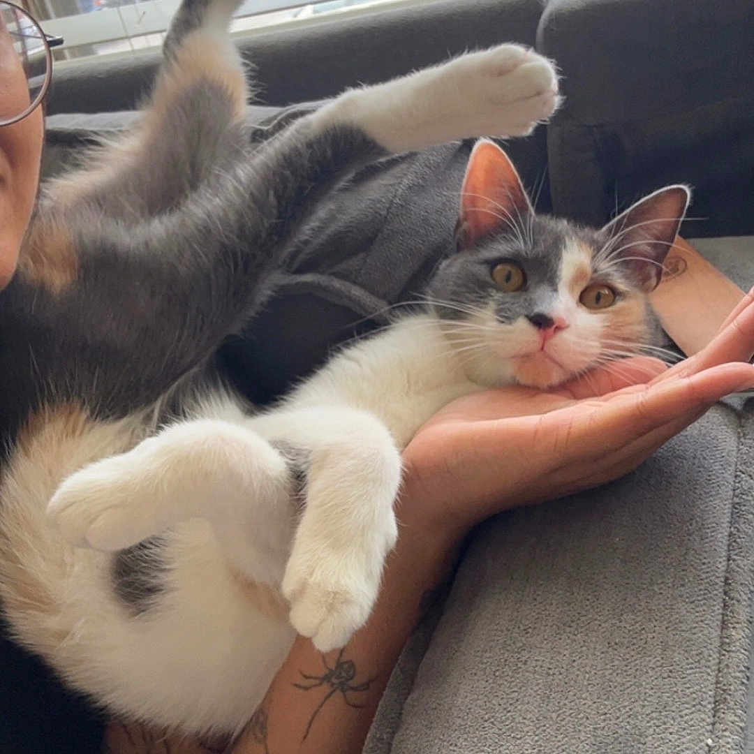 Tiddlywinks joined the competition — help win amazing prizes! animal, arm, blinds, cat, comfort, couch, cute, feline, fur, gray_fur, hand, home, indoor, orange_fur, person, pet, relaxing, tattoo, white_paw, window