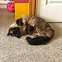 animal, carpet, cat, colorful_wall, cozy, cute, domestic, door, fluffy, fur, furry, home, indoor, lying_down, pet, piggy_bank, playful, relaxed, siamese_cat, whimsical