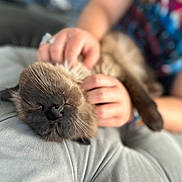 Yoda is registered to the contest to win money with this photo: animal, blurred_background, cat, close_up, colorful_clothing, comfort, couch, face, furniture, gray, hands, indoor, person, pet, relaxed, resting, scratching, siamese_cat, sleeping, whiskers