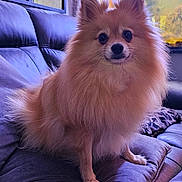 Princesse participe au concours pour gagner de l'argent avec cette photo : animal, canine, companion, couch, cozy, cute, dog, domestic, fluffy, fur, indoor, living_room, looking_at_camera, pet, pomeranian, portrait, purple, sitting, soft_light, window