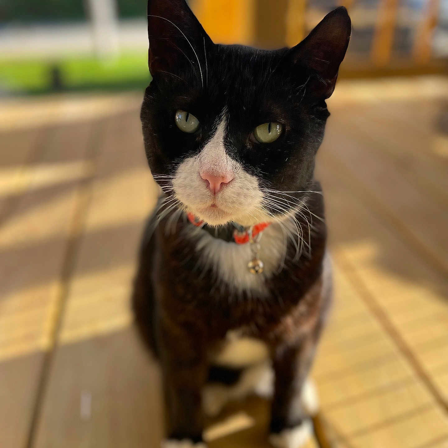 Lucifer joined the competition — help win amazing prizes! abyssinian, accessories, animal, architecture, blackcat, building, cat, deck, hardwood, house, housing, kitten, manx, pet, plywood, porch, stainedwood, strap, water, wood