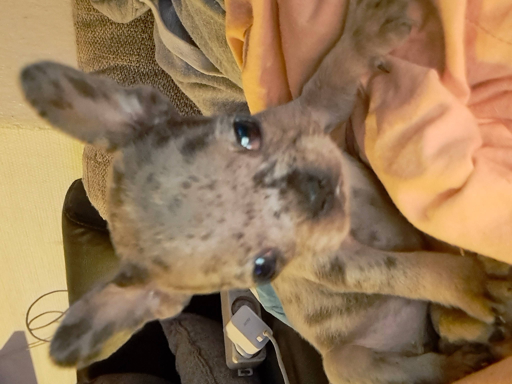 Louna participe au concours pour gagner de l'argent avec cette photo : big_cats, canidae, carnivore, dog_breed, domestic_short_haired_cat, fawn, felidae, fur, helmet, koala, marsupial, procyonidae, small_to_medium_sized_cats, sporting_group, terrestrial_animal, wallaby, whiskers, wildlife, wildlife_biologist, working_animal