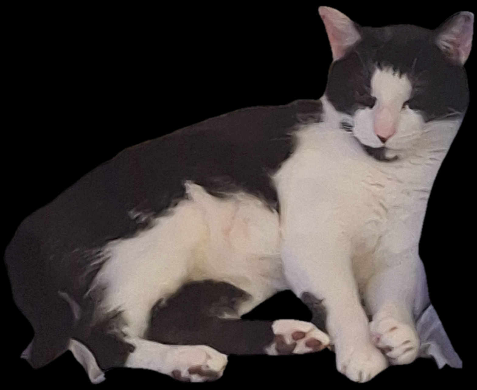 Speedy a rejoint le concours — aidez-le/la à gagner de superbes lots ! cat, black_and_white, pet, animal, feline, resting, relaxed, fur, whiskers, pink_nose, paw, domestic_animal, cute, sleepy, cozy, indoor, mammal, laying, close_up, calm