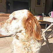 Ola participe au concours pour gagner de l'argent avec cette photo : brown_furniture, closeup, cozy, cup, decor, dog, domestic_animal, furniture, home, indoor, living_room, long_ears, natural_light, pet, relaxing, side_profile, sunlight, tile_floor, white_and_brown_fur, wooden_table