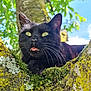 Nouchette a rejoint le concours — aidez-le/la à gagner de superbes lots ! black_cat, cat, animal, tree, moss, nature, outdoor, greenery, whiskers, fangs, tongue, close_up, fur, branch, daylight, sky, leaves, wildlife, pets, cute