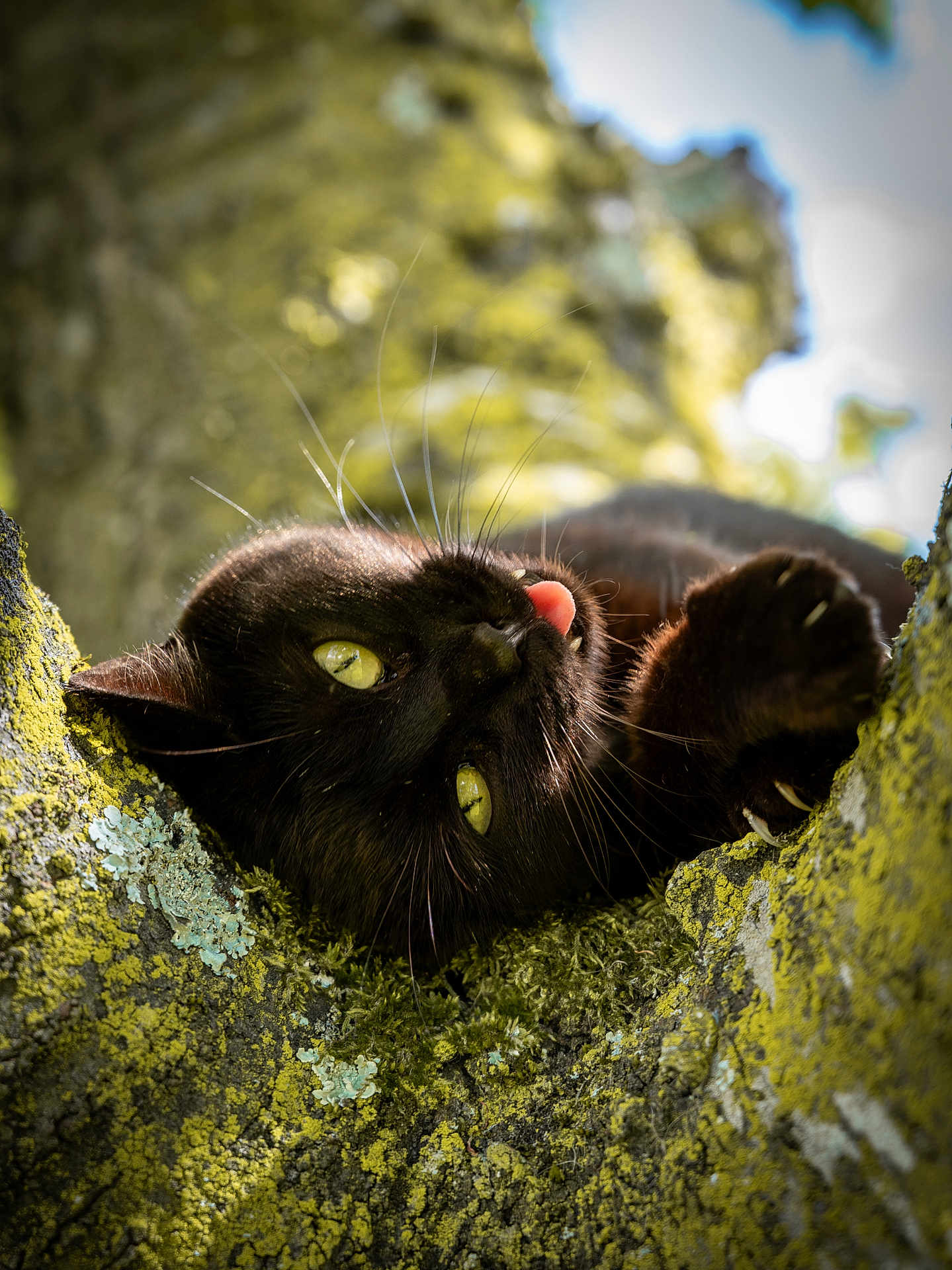Nouchette participe au concours pour gagner de l'argent avec cette photo : black_cat, cat, tree, moss, lichen, claws, tongue_out, green_eyes, animal, nature, outdoor, close_up, playful, fur, wildlife, branch, daylight, relaxing, texture, whiskers