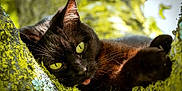 Nouchette participe au concours pour gagner de l'argent avec cette photo : black_cat, green_eyes, moss, tree_bark, nature, outdoor, animal, pet, close_up, tongue_out, whiskers, fur, relaxed, curious, wildlife, daylight, texture, cute, playful, sleepy