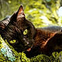black_cat, green_eyes, moss, tree_bark, nature, outdoor, animal, pet, close_up, tongue_out, whiskers, fur, relaxed, curious, wildlife, daylight, texture, cute, playful, sleepy