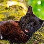 Nouchette a rejoint le concours — aidez-le/la à gagner de superbes lots ! cat, black_cat, sleeping, tongue_out, tree_branch, moss, outdoor, nature, close_up, feline, fur, whiskers, relaxed, animal, mammal, greenery, daylight, resting, cute, peaceful