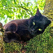 Nouchette a rejoint le concours — aidez-le/la à gagner de superbes lots ! black_cat, cat, animal, moss, tree, branch, green_leaves, outdoor, nature, feline, whiskers, close_up, relaxed, lying_down, green_eyes, sunlight, texture, wildlife, daylight, pet