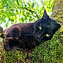 black_cat, cat, animal, moss, tree, branch, green_leaves, outdoor, nature, feline, whiskers, close_up, relaxed, lying_down, green_eyes, sunlight, texture, wildlife, daylight, pet
