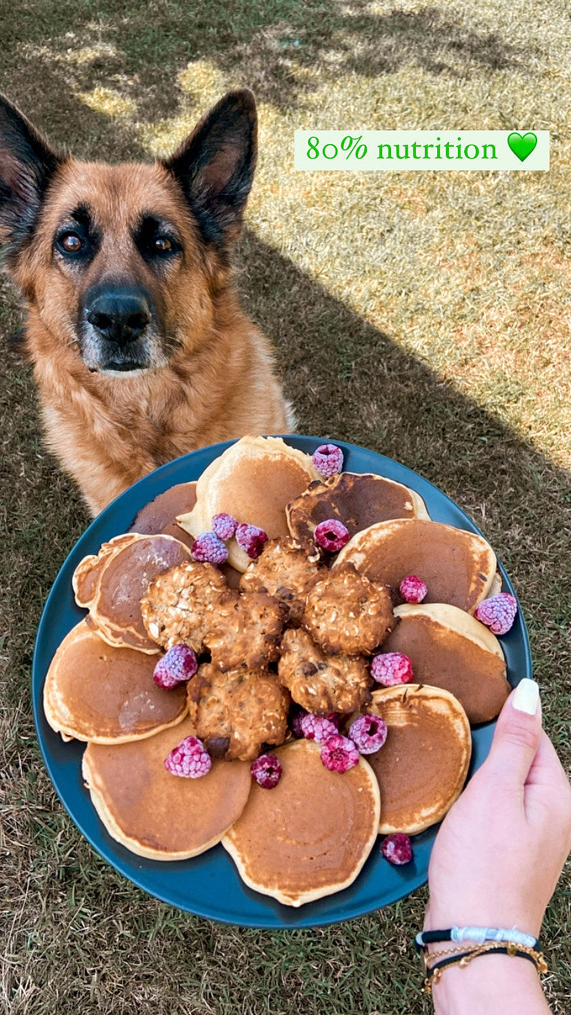 Hindy a rejoint le concours — aidez-le/la à gagner de superbes lots ! baked_goods, carnivore, companion_dog, cuisine, dessert, dish, dog, dog_breed, dog_supply, fawn, finger_food, food, german_shepherd_dog, herding_dog, icing, ingredient, king_shepherd, old_german_shepherd_dog, recipe, tableware
