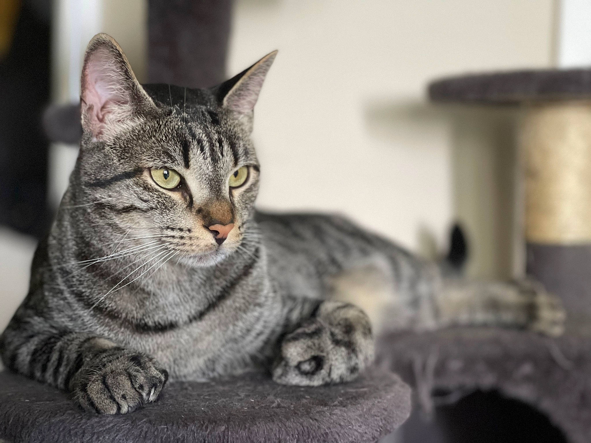 Oliver is registered to the contest to win money with this photo: carnivore, cat, domestic_short_haired_cat, felidae, fur, grey, monochrome_photography, paw, sitting, small_to_medium_sized_cats, snout, terrestrial_animal, whiskers, wildlife