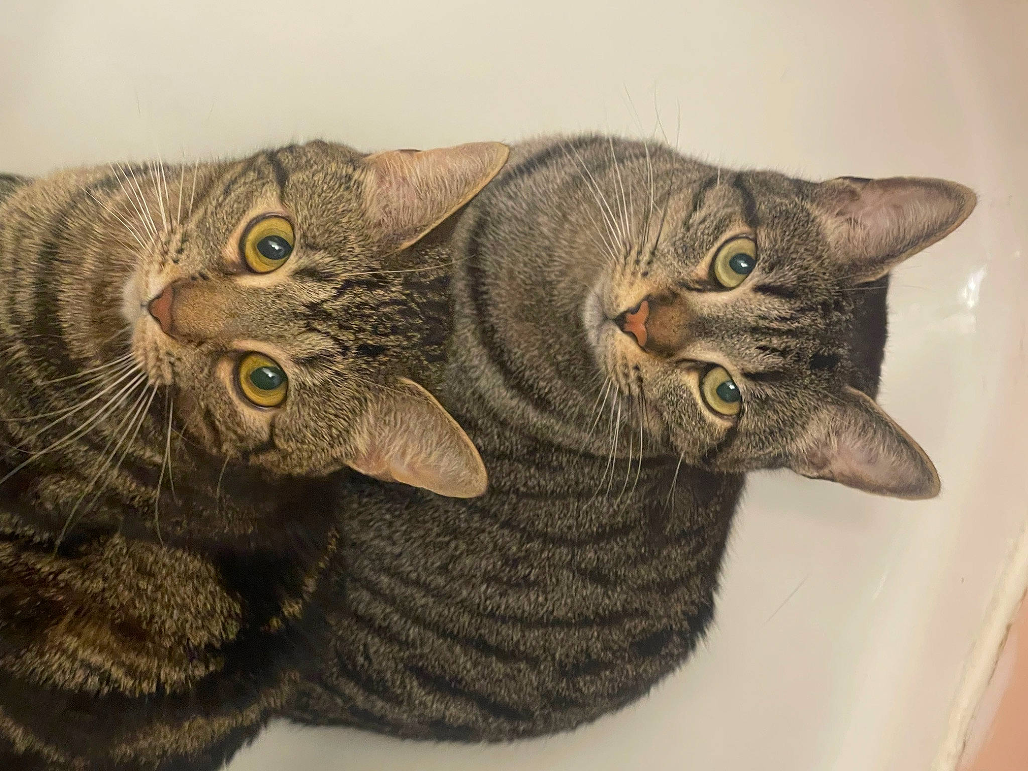 Oliver is registered to the contest to win money with this photo: art, carnivore, cat, claw, domestic_short_haired_cat, felidae, fur, grey, paw, small_to_medium_sized_cats, snout, tail, terrestrial_animal, whiskers