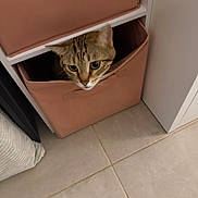 Smooky participe au concours pour gagner de l'argent avec cette photo : cat, tabby_cat, pet, animal, feline, face, eyes, whiskers, ears, curious, peeking, storage_bin, basket, shelf, indoors, home, tile_floor, furniture, portrait, cute