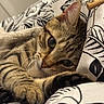 Smooky participe au concours pour gagner de l'argent avec cette photo : cat, tabby, feline, pet, animal, portrait, close_up, whiskers, ears, eyes, paws, fur, striped_fur, brown, curious, lying_down, cozy, bed, bedding, indoors