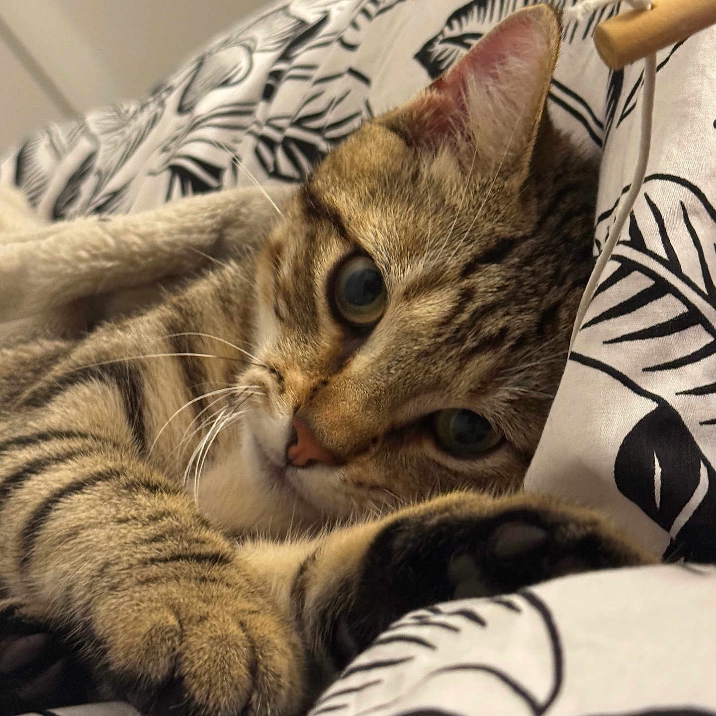 Smooky participe au concours pour gagner de l'argent avec cette photo : cat, tabby, feline, pet, animal, portrait, close_up, whiskers, ears, eyes, paws, fur, striped_fur, brown, curious, lying_down, cozy, bed, bedding, indoors