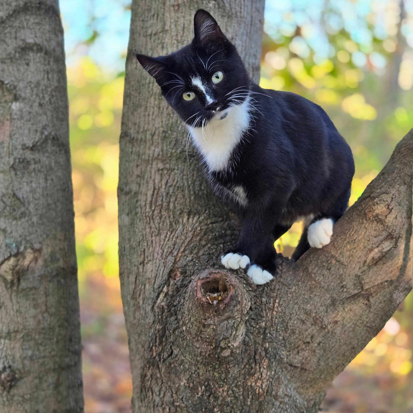 Ace joined the competition — help win amazing prizes! animal, autumn, black_and_white, branch, cat, climbing, closeup, curious, daylight, feline, green_eyes, leaves, mammal, nature, outdoor, pet, portrait, tree, wildlife, wood