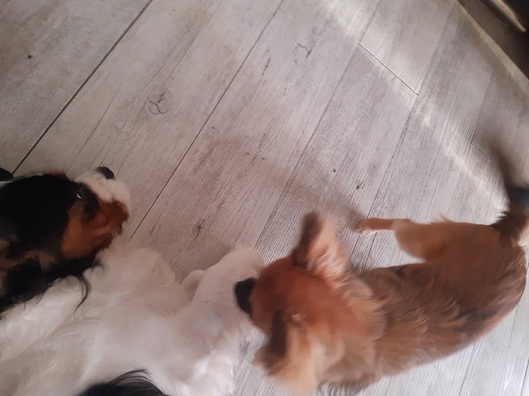 Snow a rejoint le concours — aidez-le/la à gagner de superbes lots ! brown, carnivore, comfort, companion_dog, dog, dog_breed, fawn, felidae, floor, flooring, fur, hardwood, liver, small_to_medium_sized_cats, snout, sporting_group, tail, whiskers, wood, working_animal