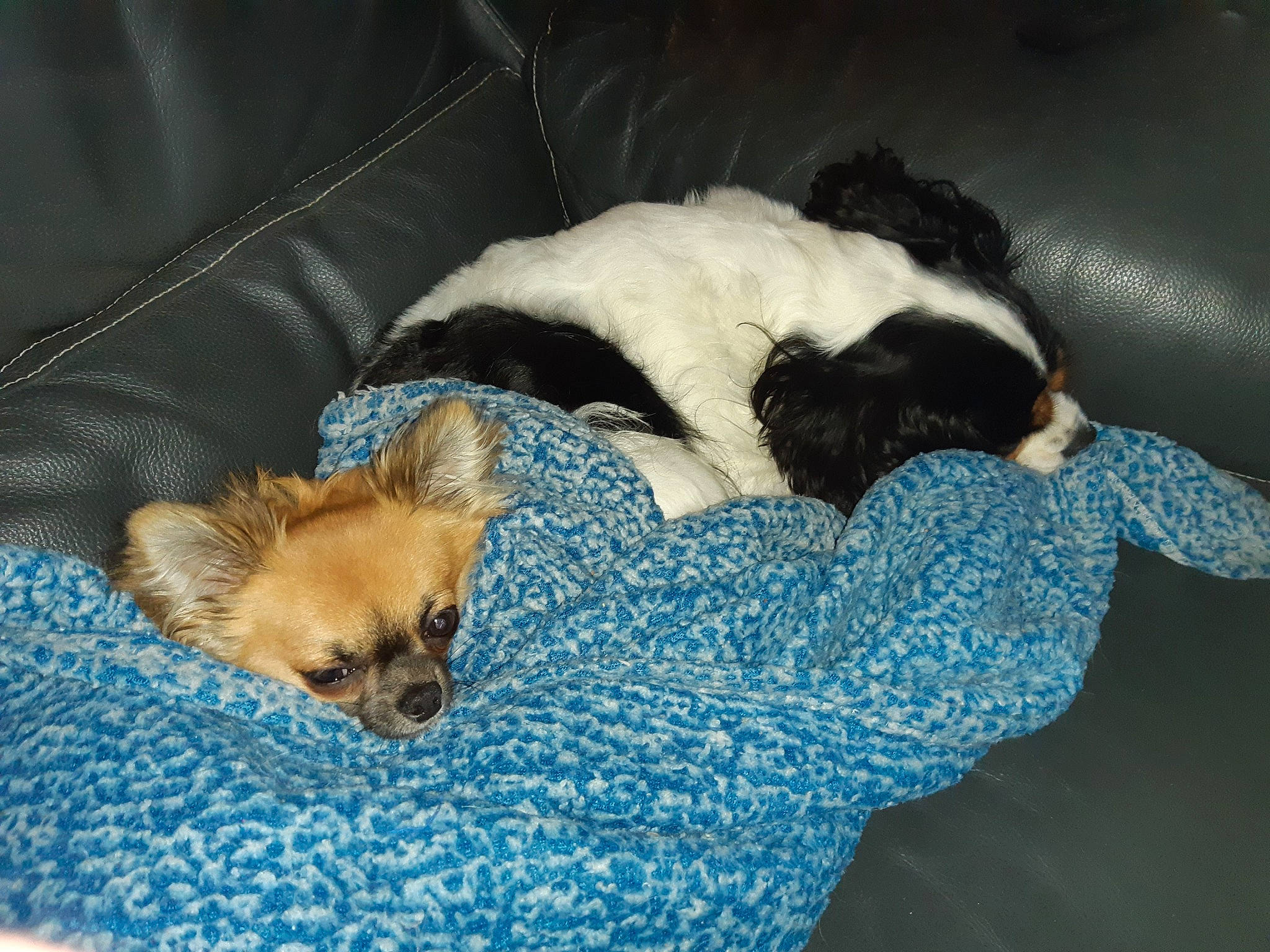 Snow a rejoint le concours — aidez-le/la à gagner de superbes lots ! canidae, carnivore, comfort, companion_dog, couch, dog, dog_bed, dog_breed, dog_supply, fawn, felidae, fur, linens, nap, pet_supply, small_to_medium_sized_cats, sporting_group, tail, toy_dog, whiskers
