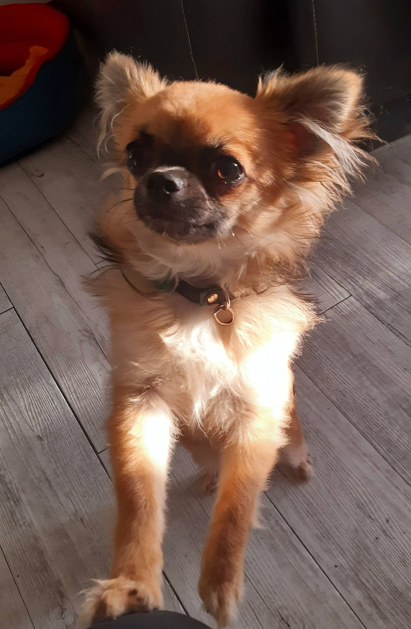 Snow participe au concours pour gagner de l'argent avec cette photo : canidae, carnivore, chihuahua, companion_dog, dog, dog_breed, dog_supply, eyewear, fawn, fur, hardwood, liver, plank, snout, sporting_group, toy_dog, whiskers, wood, wood_stain, working_animal