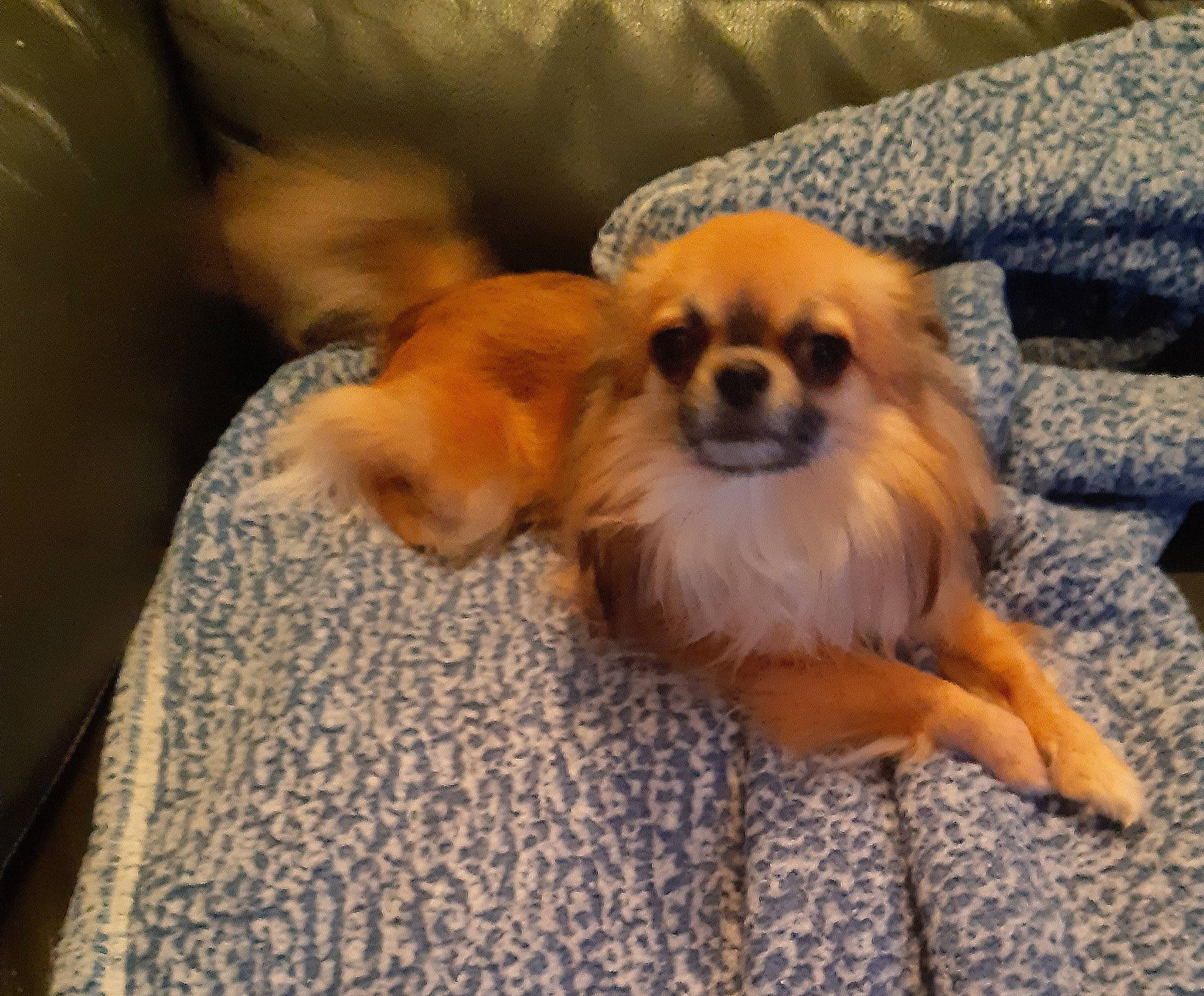 Snow a rejoint le concours — aidez-le/la à gagner de superbes lots ! canidae, carnivore, comfort, companion_dog, corgi_chihuahua, couch, dog, dog_breed, dog_supply, fawn, flooring, fur, german_spitz_klein, liver, snout, sporting_group, terrestrial_animal, toy_dog, whiskers, wood