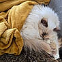 Caramella a rejoint le concours — aidez-le/la à gagner de superbes lots ! cat, sleeping, long_haired, blanket, yellow_blanket, fur, cozy, napping, pet, indoor, sofa, faux_fur_rug, paw, face, whiskers, resting, domestic_animal, home, soft_texture, relaxation