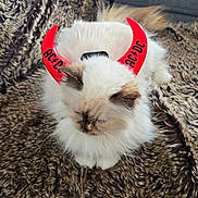 Caramella participe au concours pour gagner de l'argent avec cette photo : cat, fluffy_cat, long_hair, white_fur, red_horns, acdc_logo, costume, pet, sleeping, whiskers, cozy_blanket, textured_blanket, couch, indoor, living_room, close_up, portrait, fur_closeup, accessory, cute