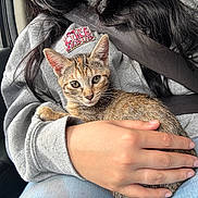 Lana is registered to the contest to win money with this photo: cat, kitten, tabby, pet, animal, car, passenger_seat, seat_belt, hoodie, hand, holding, travel, road_trip, outdoor, window, portrait, close_up, fur, green_eyes, cozy