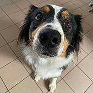 Gaia a rejoint le concours — aidez-le/la à gagner de superbes lots ! dog, close_up, curious, indoor, tile_floor, black, white, brown, pet, canine, fur, eyes, nose, face, looking_up, animal, companion, domestic, adorable, portrait