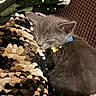 Pepper joined the competition — help win amazing prizes! animal, blanket, closeup, collar, comfort, cozy, cute, domestic, fur, gray_fur, indoor, kitten, nap, pet, relaxation, resting, sleeping, small, soft, texture