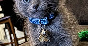 Pepper is registered to the contest to win money with this photo: animal, bell, blue_eyes, cat, closeup, collar, couch, curious, cute, feathers, feline, furniture, gray_cat, indoor, kitten, paws, pet, toy, whiskers, young