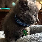 Pepper joined the competition — help win amazing prizes! animal, blue_collar, close_up, cozy, curious, cute, dinosaur_charm, domestic_cat, feline, fur, gray_fur, indoor, kitten, pet, plush_toy, side_profile, small, soft_blanket, whiskers, young_cat