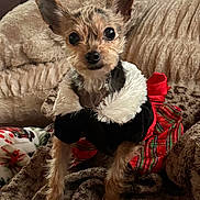 Layla is registered to the contest to win money with this photo: dog, small_dog, pet, puppy, portrait, ears_up, blanket, cozy, holiday_dress, plaid, bow, fur, cute, big_eyes, sitting, indoor, couch, outfit, festive, closeup