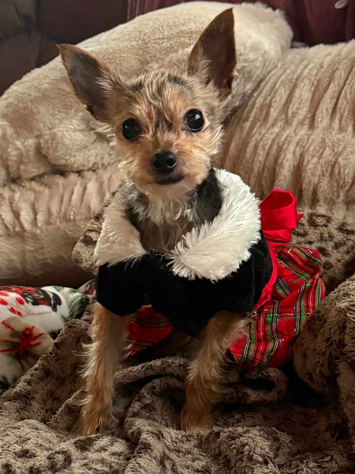 Layla is registered to the contest to win money with this photo: dog, small_dog, pet, puppy, portrait, ears_up, blanket, cozy, holiday_dress, plaid, bow, fur, cute, big_eyes, sitting, indoor, couch, outfit, festive, closeup