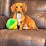 dog, dachshund, pet, leather_chair, recliner, brown, toy, plush, indoor, furniture, collar, animal, cute, small_dog, sitting, relaxed, home, companion, domestic, portrait